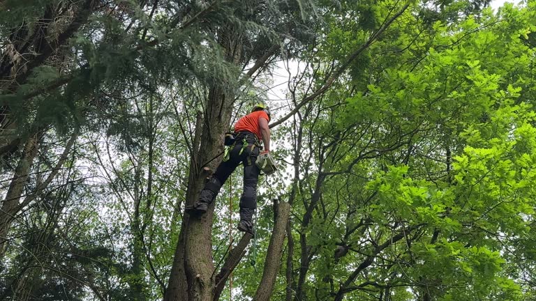  , USA Tree Care Services Pros